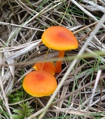 DSC06328a